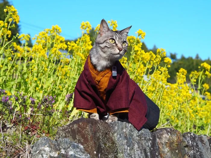 On His Free Time, This Guy Makes Anime Costumes For His Cats And Here Are 35 Of The Coolest Ones