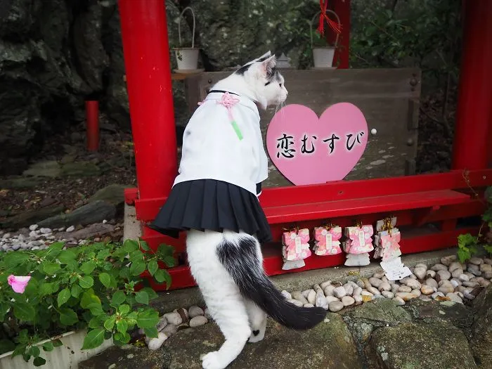 On His Free Time, This Guy Makes Anime Costumes For His Cats And Here Are 35 Of The Coolest Ones
