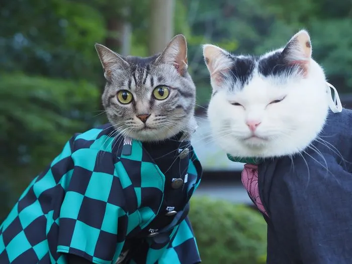 On His Free Time, This Guy Makes Anime Costumes For His Cats And Here Are 35 Of The Coolest Ones