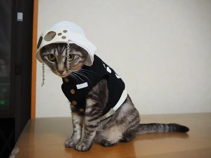 On His Free Time, This Guy Makes Anime Costumes For His Cats And Here Are 35 Of The Coolest Ones