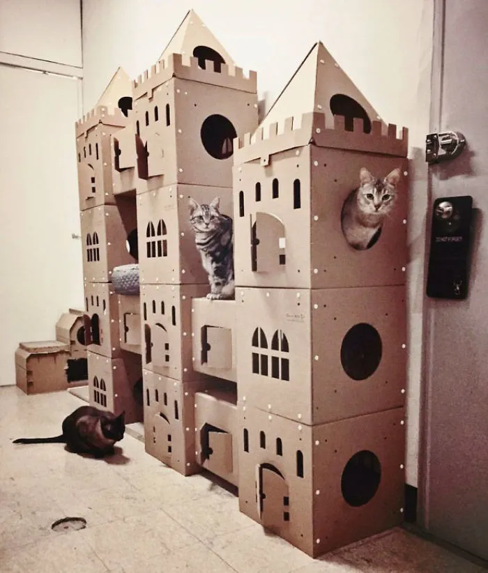 30 Times People Built Their Cats A Cardboard Fort And It's An Ecological Solution To Where To Put All The Boxes