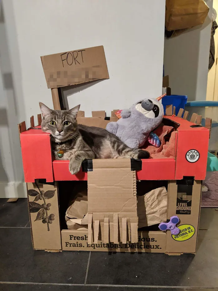30 Times People Built Their Cats A Cardboard Fort And It's An Ecological Solution To Where To Put All The Boxes