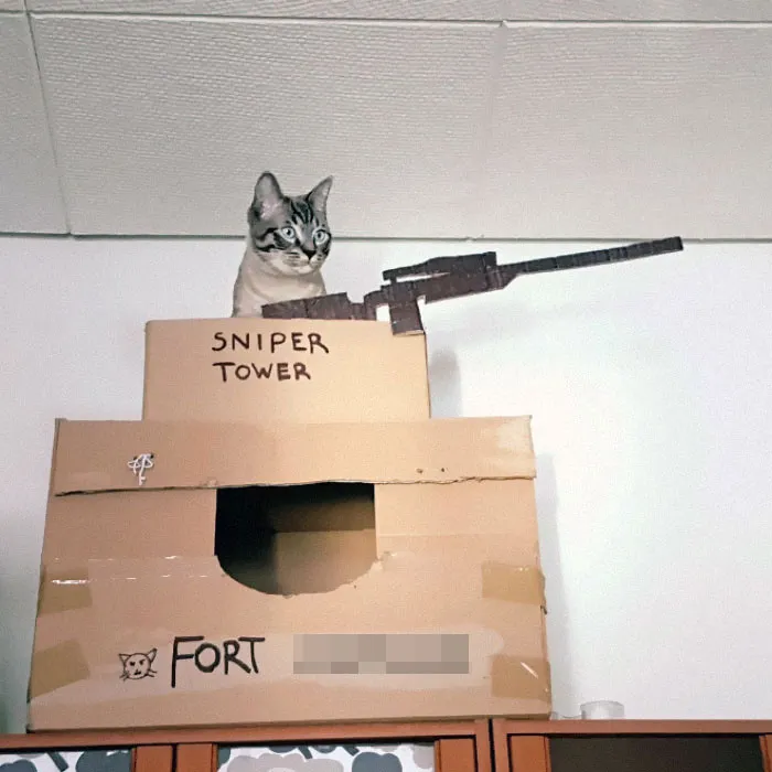 30 Times People Built Their Cats A Cardboard Fort And It's An Ecological Solution To Where To Put All The Boxes