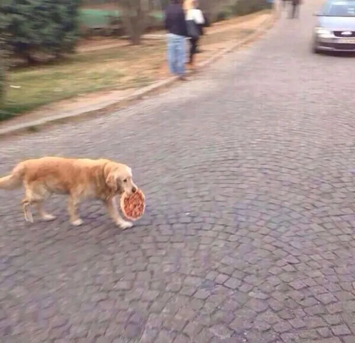 Doggo Steals A Pupperoni Pizza