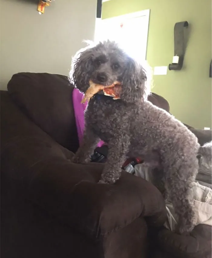 He Started Barking At The Door, When I Got Up To Look Outside He Ran Back A Stole A Slice Of My Pizza. No One At The Door