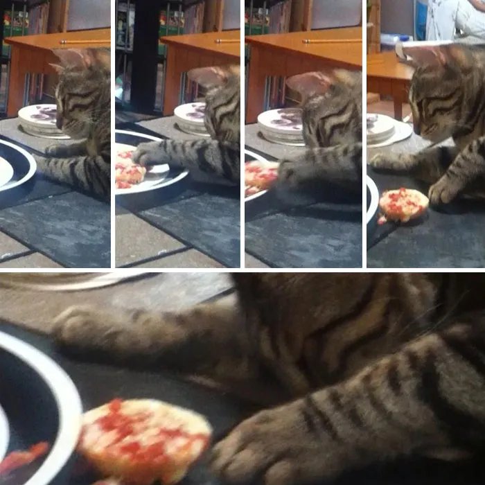 My Girlfriend's Cat Likes To Steal Bagel Bites, When You Catch Him He Pretends To Be Asleep. Meet Neji