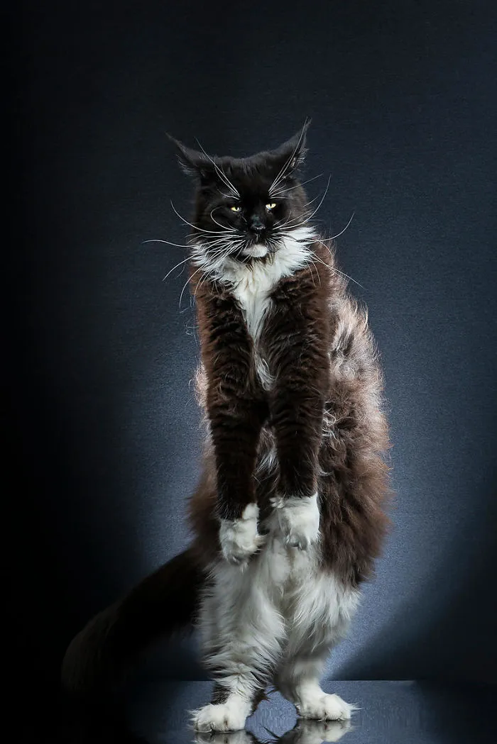 30 Cats Who Decided To Pretend To Be Penguins