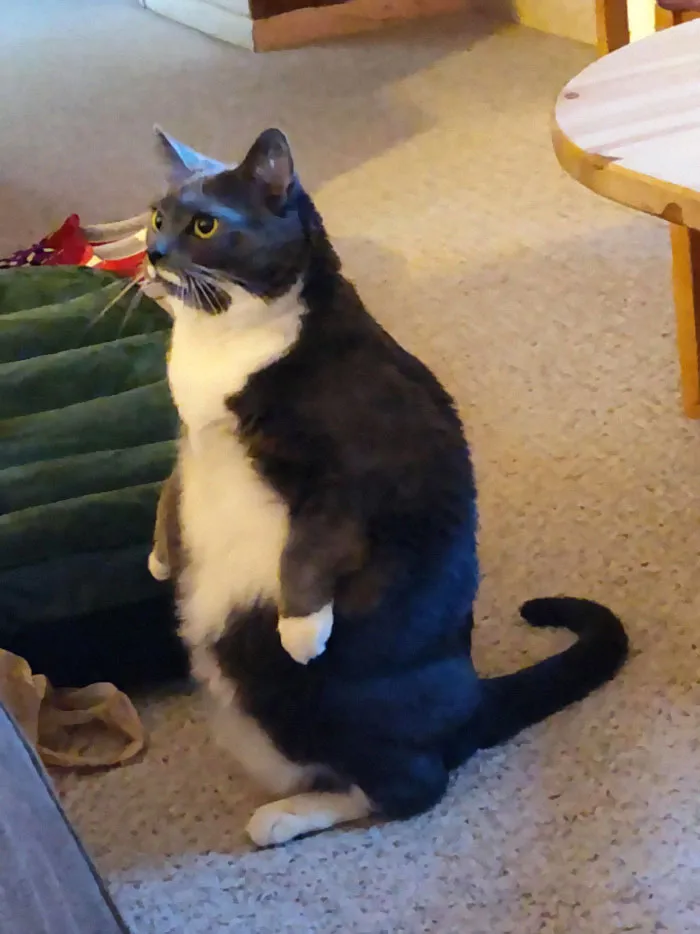 30 Cats Who Decided To Pretend To Be Penguins