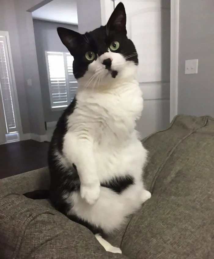 30 Cats Who Decided To Pretend To Be Penguins