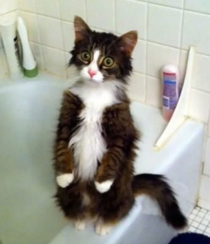 30 Cats Who Decided To Pretend To Be Penguins