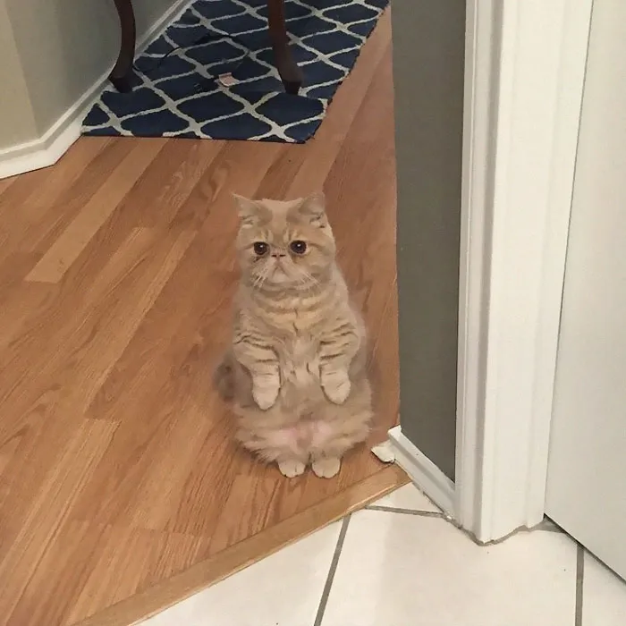 30 Cats Who Decided To Pretend To Be Penguins
