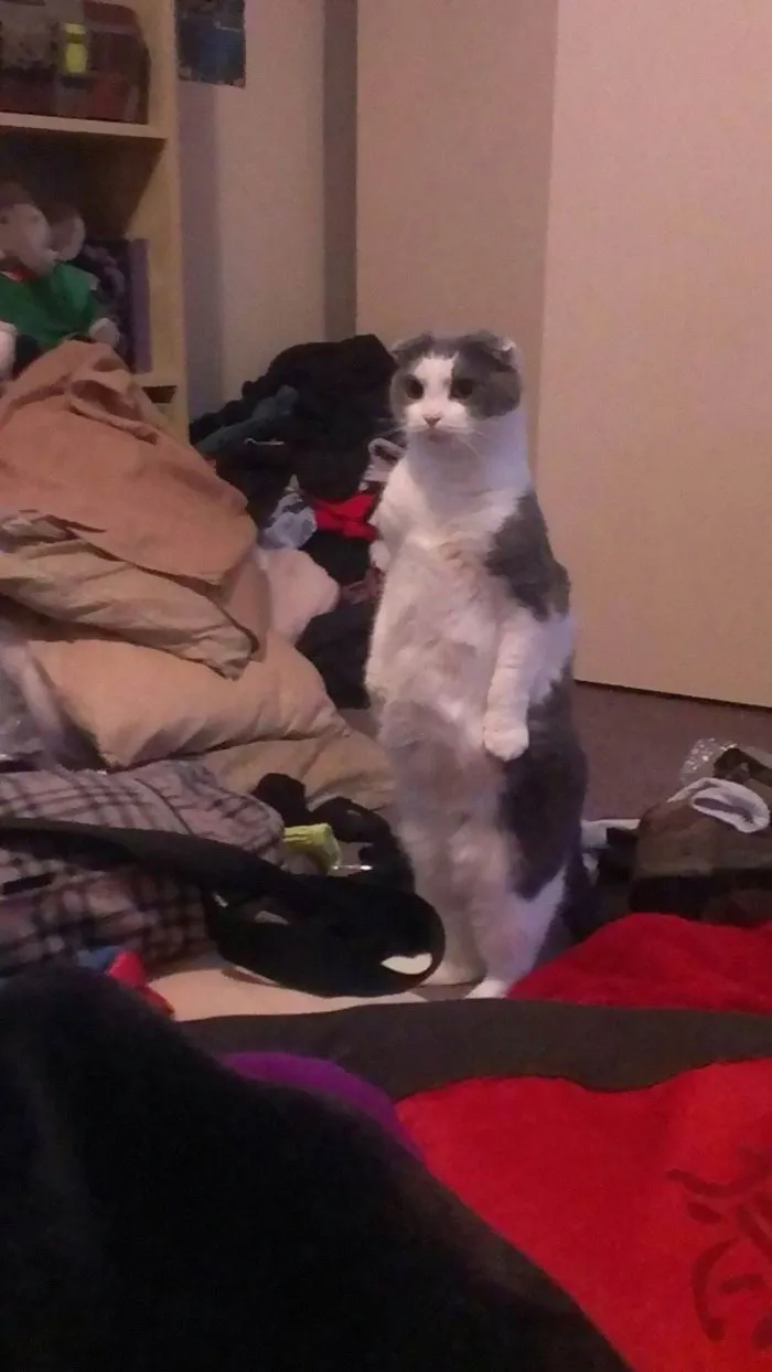 30 Cats Who Decided To Pretend To Be Penguins