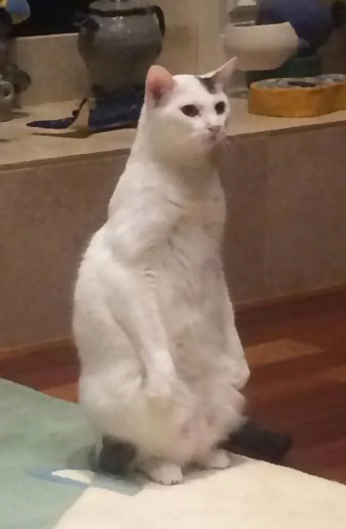 30 Cats Who Decided To Pretend To Be Penguins