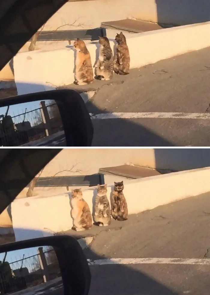 30 Cats Who Decided To Pretend To Be Penguins