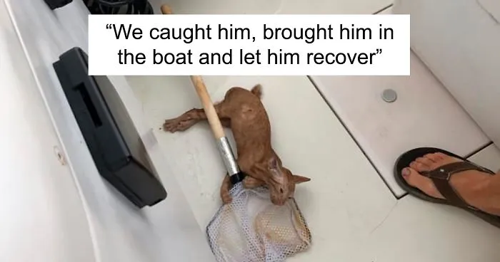 Kitten That Was Struggling To Stay Afloat In The Gulf Of Mexico Gets Spotted By A Fishing Boat That Saves Its Life