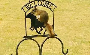 This Facebook Group Is All About Crappy Wildlife Photos And They Are So Bad They're Good (50 Pics)