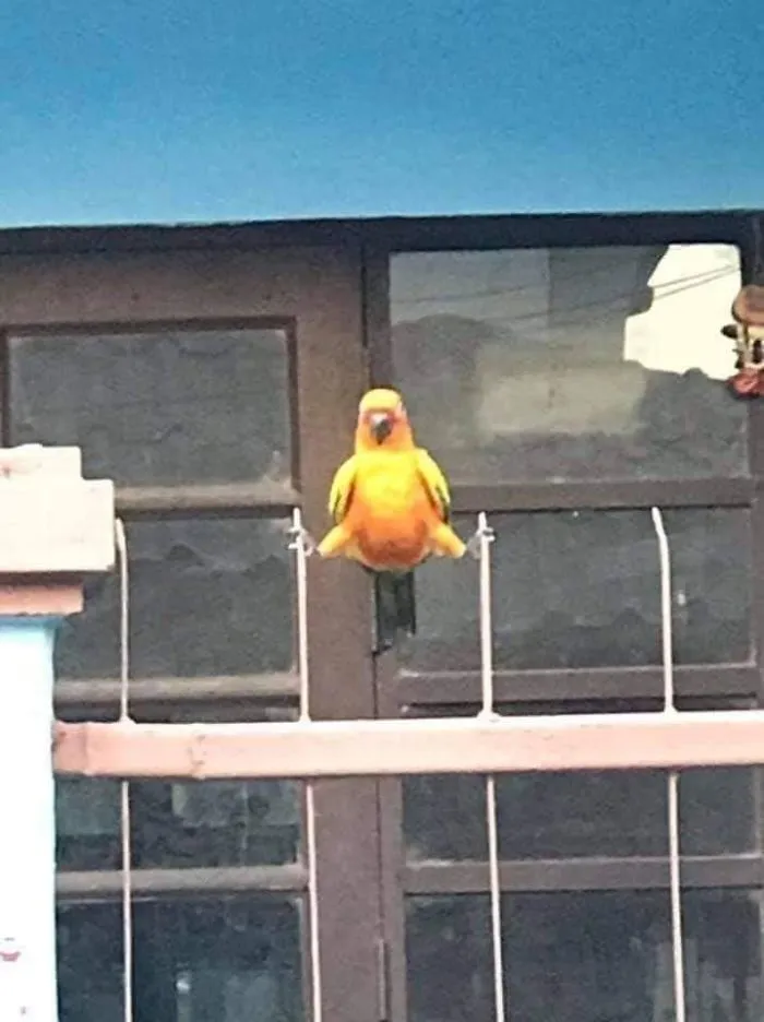 Birb