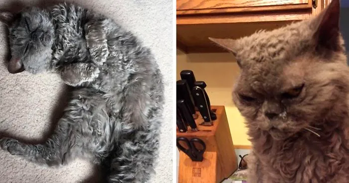 This Curly Haired 17-Year-Old Cat Looks Like He's Seen Some Stuff
