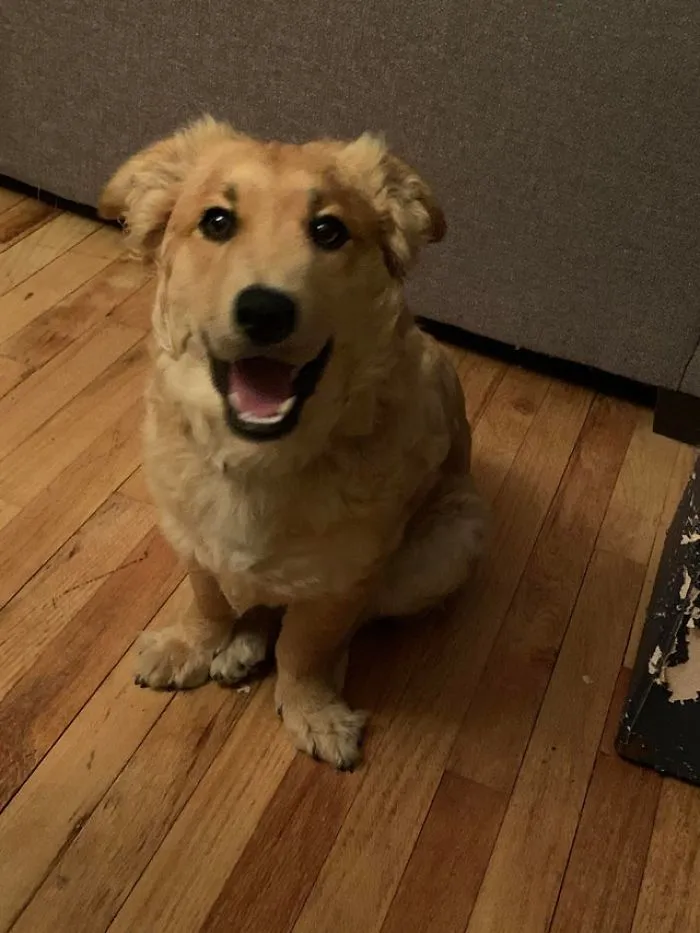 Este es Max, lo rescatamos hoy