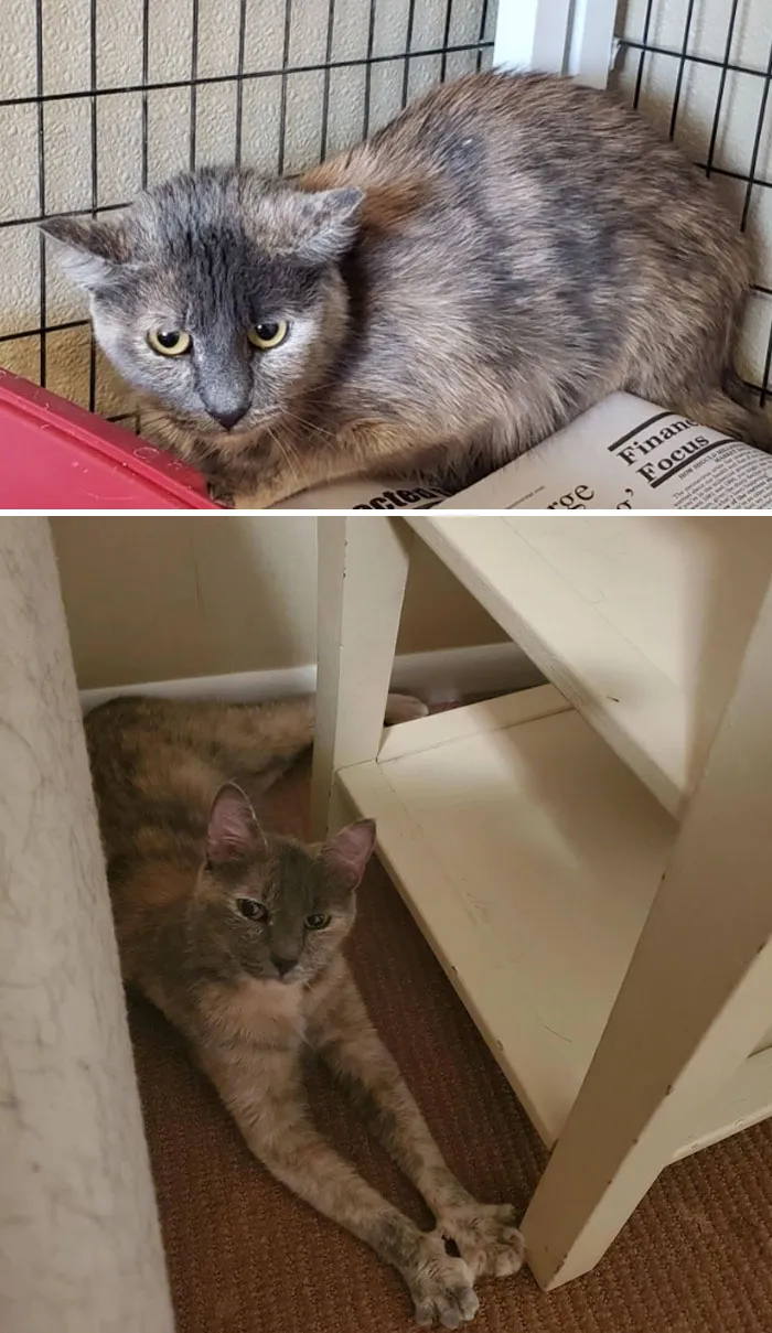 Me acababa de mudar a un piso donde permiten gatos, y me estaba pensando adoptar uno. Al día siguiente fui al refugio y conocí a Smokey