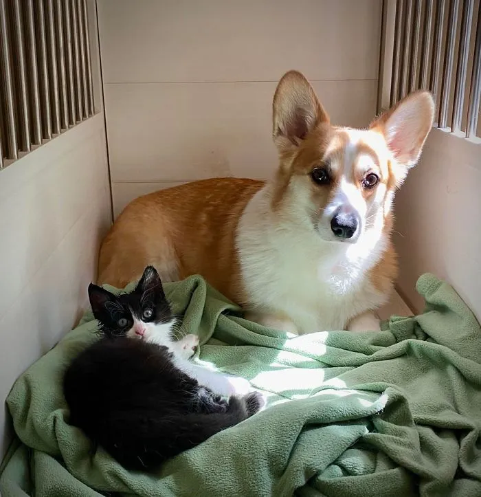 Nos preocupaba que no se llevaran bien, y el corgi no para de lavarlo