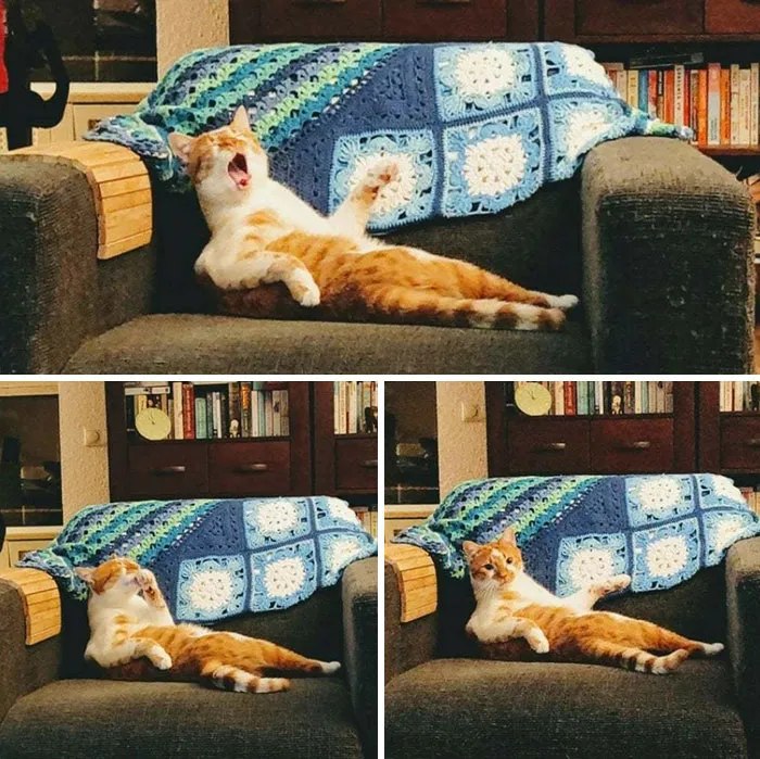 We've Adopted An Idiot. A Dramatic Idiot