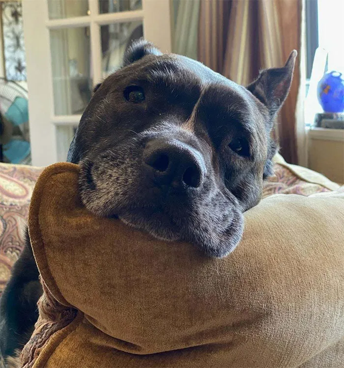 Colby = Biggest Love Muffin Ever.  All He Wants Is Pets. ...but People Are Usually Afraid Of Him. So, He'll Just Stare At You In Adoration Until You Pet Him. Rescue Doggo