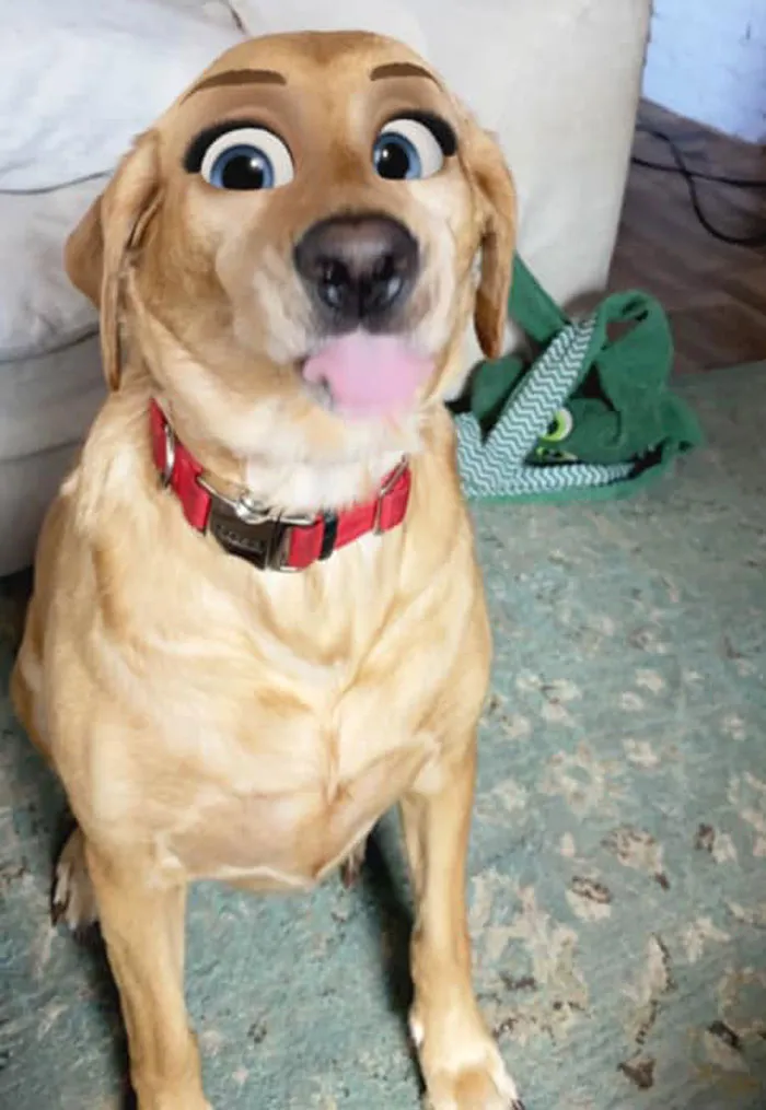 Este filtro de Snapchat hace que tu perro parezca un personaje Disney, y aquí tienes 30 de los mejores resultados
