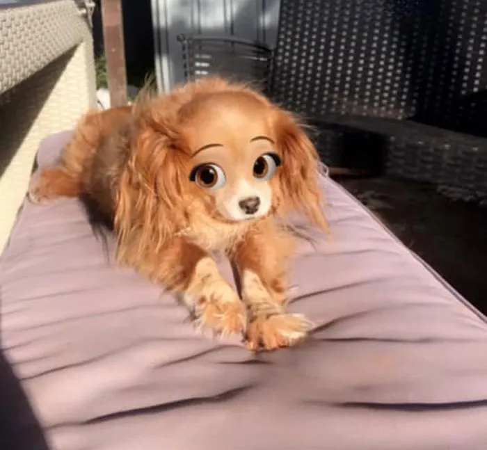 This New Snapchat Filter Makes Your Dog Look Like A Disney Character And Here Are 30 Of The Best Results