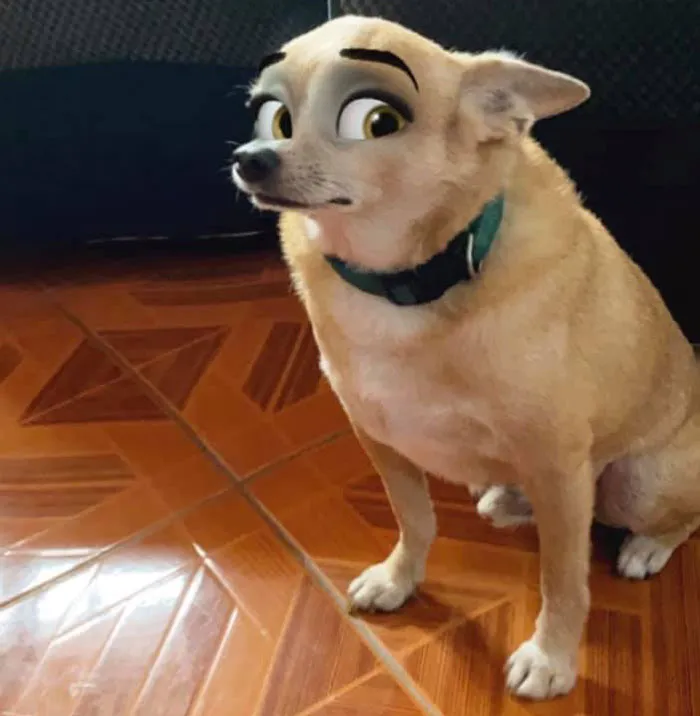 This New Snapchat Filter Makes Your Dog Look Like A Disney Character And Here Are 30 Of The Best Results