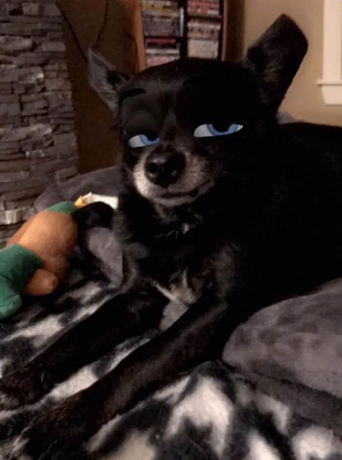 This New Snapchat Filter Makes Your Dog Look Like A Disney Character And Here Are 30 Of The Best Results