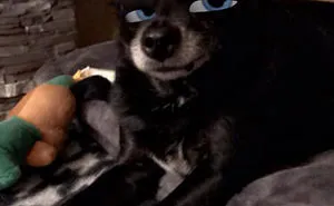 This New Snapchat Filter Makes Your Dog Look Like A Disney Character And Here Are 30 Of The Best Results