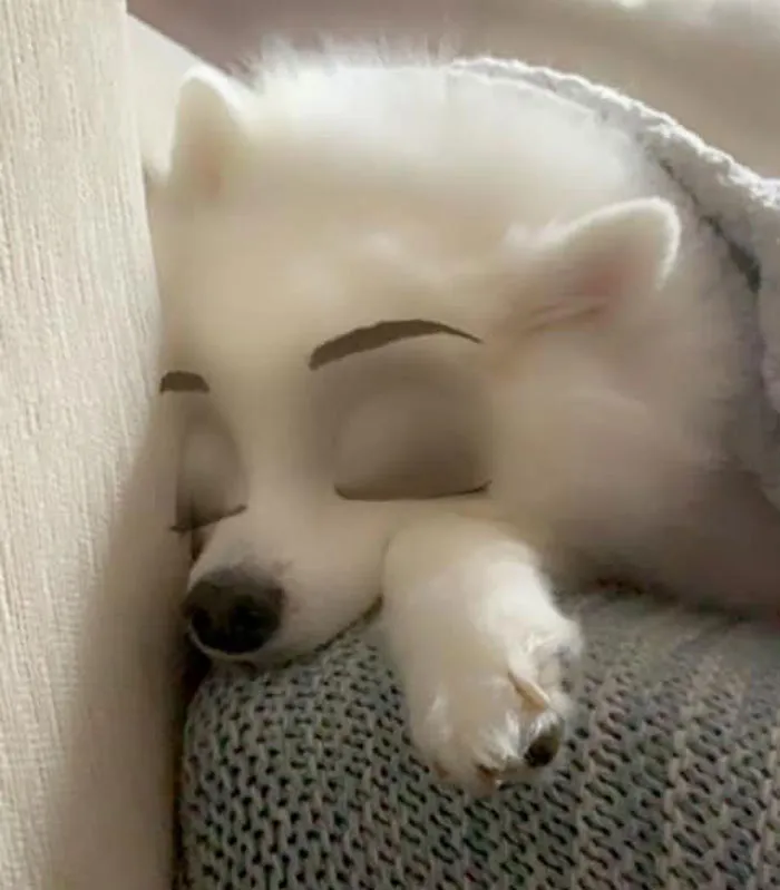 This New Snapchat Filter Makes Your Dog Look Like A Disney Character And Here Are 30 Of The Best Results