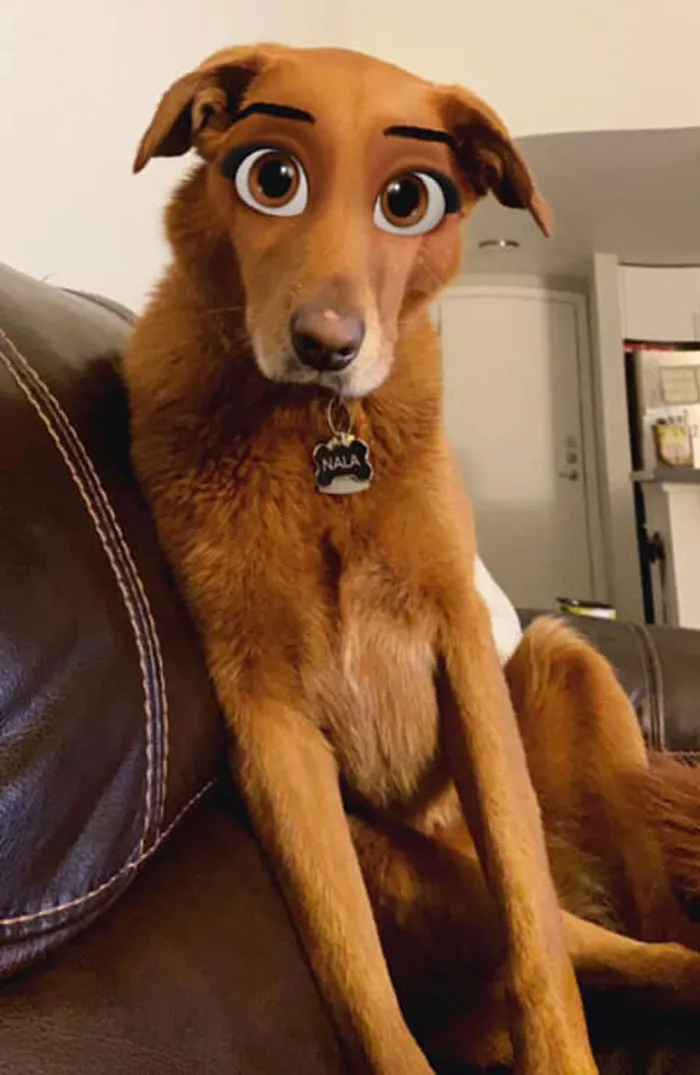 This New Snapchat Filter Makes Your Dog Look Like A Disney Character And Here Are 30 Of The Best Results