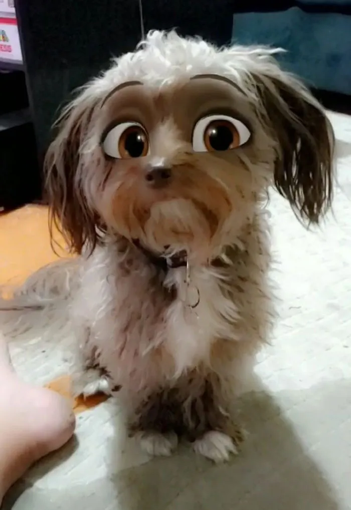 Este filtro de Snapchat hace que tu perro parezca un personaje Disney, y aquí tienes 30 de los mejores resultados