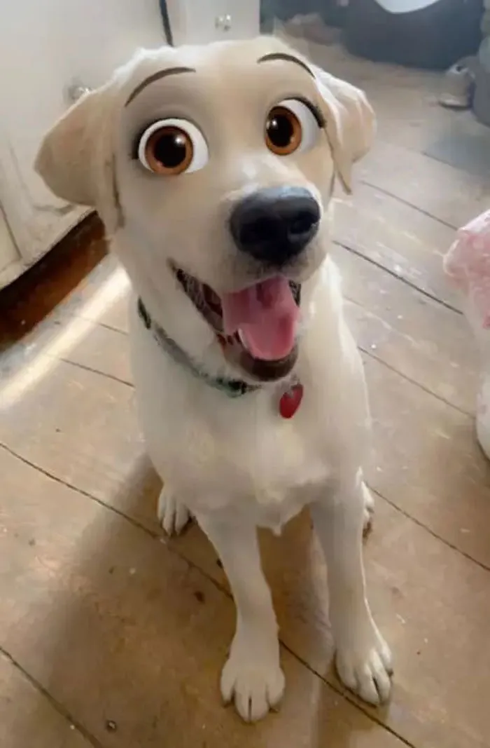 This New Snapchat Filter Makes Your Dog Look Like A Disney Character And Here Are 30 Of The Best Results