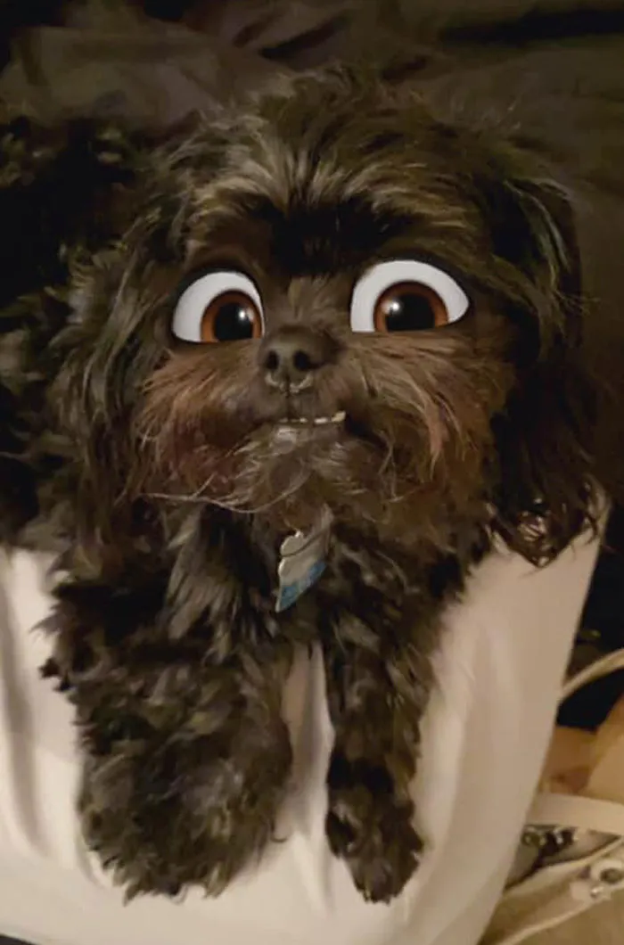 This New Snapchat Filter Makes Your Dog Look Like A Disney Character And Here Are 30 Of The Best Results