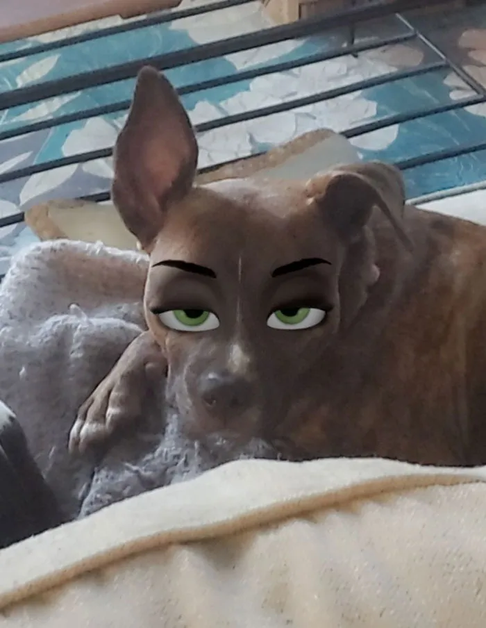 Este filtro de Snapchat hace que tu perro parezca un personaje Disney, y aquí tienes 30 de los mejores resultados