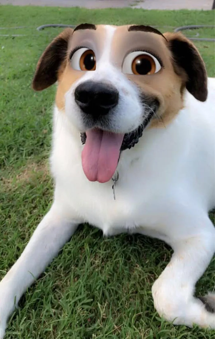 This New Snapchat Filter Makes Your Dog Look Like A Disney Character And Here Are 30 Of The Best Results