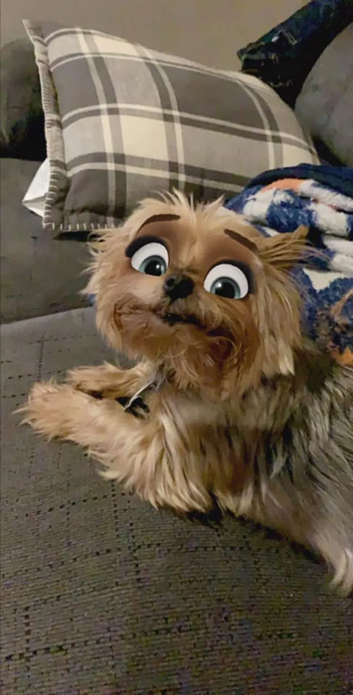 This New Snapchat Filter Makes Your Dog Look Like A Disney Character And Here Are 30 Of The Best Results