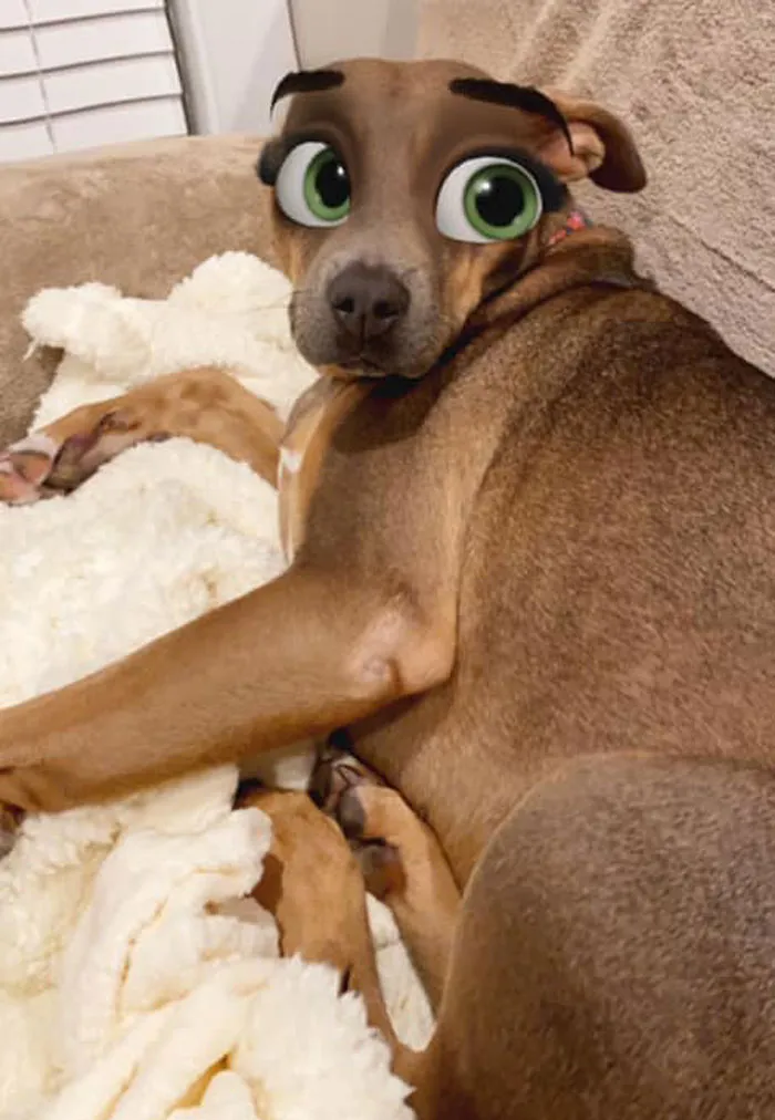 Este filtro de Snapchat hace que tu perro parezca un personaje Disney, y aquí tienes 30 de los mejores resultados