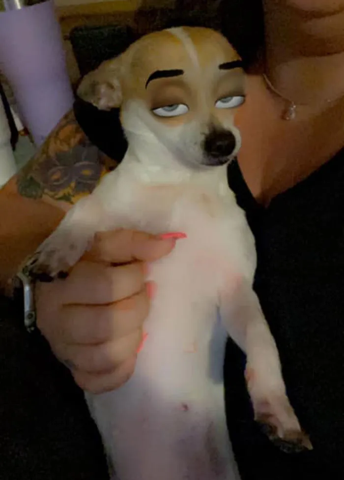 This New Snapchat Filter Makes Your Dog Look Like A Disney Character And Here Are 30 Of The Best Results