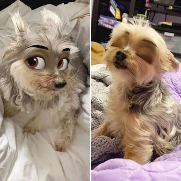 This New Snapchat Filter Makes Your Dog Look Like A Disney Character And Here Are 30 Of The Best Results
