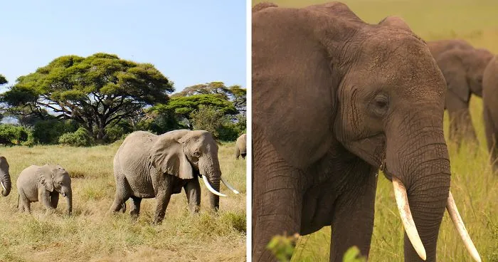 Apparently, Kenya's Elephant Population Has More Than Doubled Over Last Three Decades