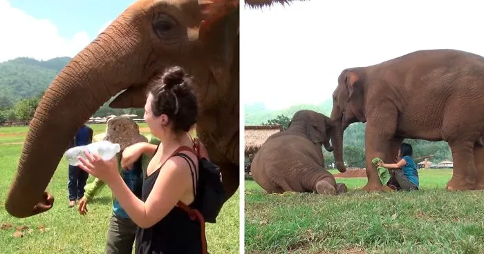 Elephant Pushes Visitors Away So Her Caretaker Can Sing A Lullaby To Her Baby