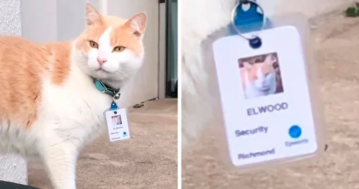 Cat Hangs Around A Hospital For A Year, Ends Up Getting Hired As A Security Cat