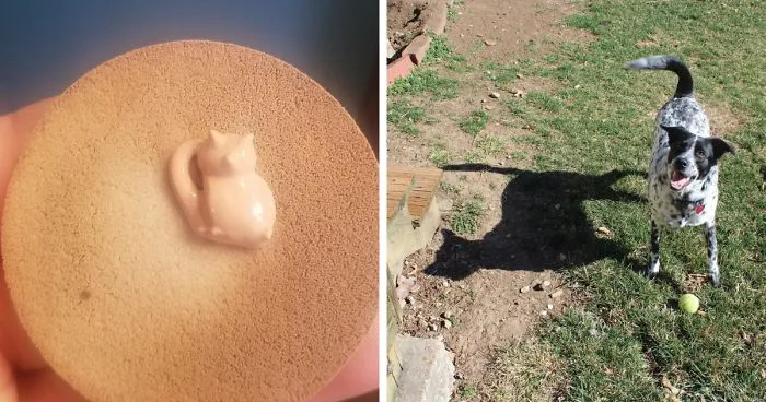 30 Times People Saw Cats In Unexpected Places And Decided To Snap Some Pics
