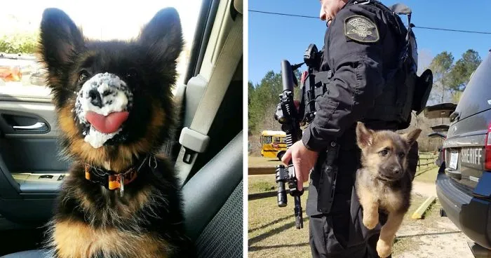 40 Times German Shepherd Puppies Were The Purest Things In The World