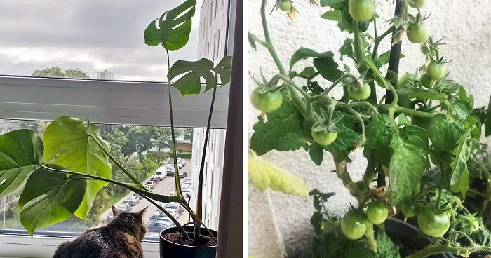 Hey Pandas, Post Your Favorite Houseplants (Ended)