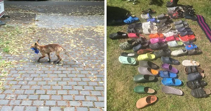 Fox From Berlin Gets Unmasked As A Crocs-Thief With A Collection Of Over 100 Stolen Shoes And People Find It Hilarious